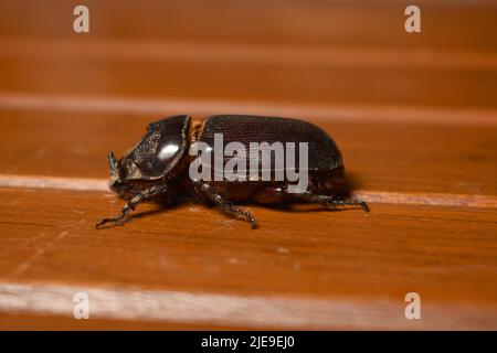 Ein Nashornkäfer kriecht auf einer Holzbank. Insekten werden normalerweise als Haustier gehalten. Oryctes Nashorn. Stockfoto