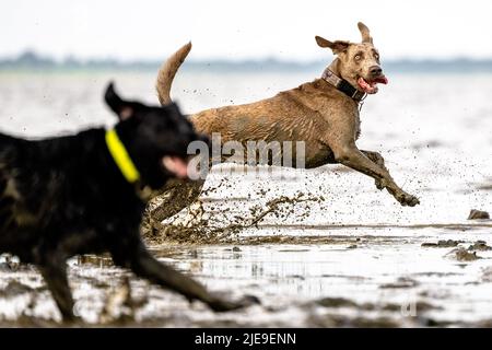 Dangast, Deutschland. 26.. Juni 2022. Henry (r), ein fünfjähriger Weimaraner, läuft mit einem anderen Hund am Nordseestrand von Dangast im Wasser. Kredit: Mohssen Assanimoghaddam/dpa/Alamy Live Nachrichten Stockfoto