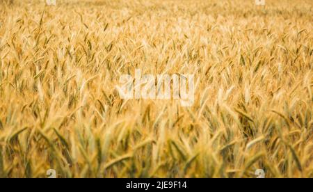Roggenohren reifen im Feld. Selektiver Fokus. Natürlicher Hintergrund. Stockfoto