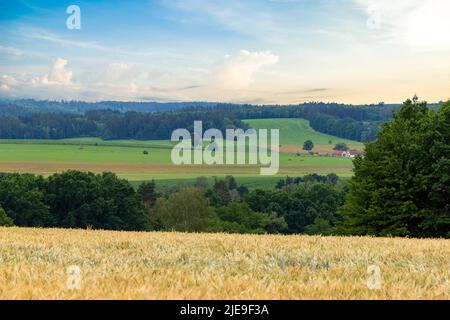 Weizenfeld im Juni. Wald und Himmel im Hintergrund. Stockfoto