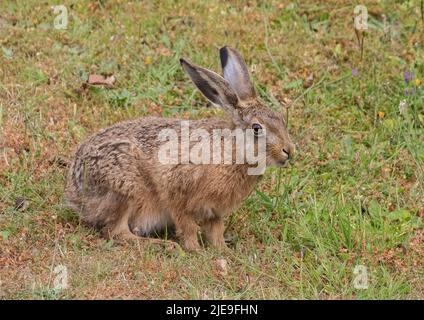 Ein wunderschöner brauner Hase Leveret sitzt zwischen Thegras und Blumen und schnüffelt dabei den Dandelions. Suffolk, Großbritannien Stockfoto