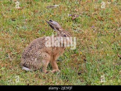 Ein wunderschöner brauner Hase Leveret sitzt zwischen den Wildblumen und schnüffelt den Dandelions. Suffolk, Großbritannien Stockfoto