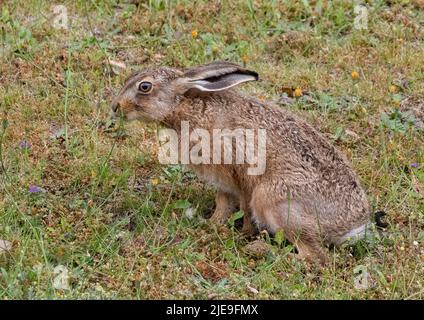 Ein wunderschöner brauner Hase Leveret sitzt zwischen den Wildblumen und verkostet den Dandelions. Suffolk, Großbritannien Stockfoto