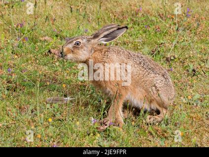 Ein wunderschöner brauner Hase Leveret sitzt zwischen den lila Blumen und verkostet den Dandelions. Suffolk, Großbritannien Stockfoto