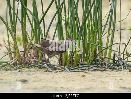 Walking on Water - ein junger Moorhen balanciert auf dem Schilf und Decke Unkraut auf einem Suffolk Teich .UK Stockfoto