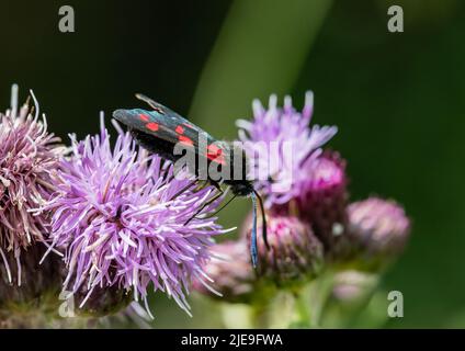 Ein Tag fliegen sechs Fleck Burnett Motte ( Zygaena filipendulae) auf einem lila Schwalbenkraut Kopf . Suffolk, Großbritannien. Stockfoto