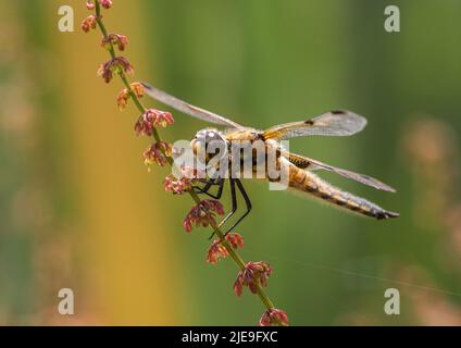 Eine farbenfrohe Aufnahme einer vierfleckigen Chaser Libelle ( Libellula quadrimaculata) . Mit ausgebreiteten Flügeln auf einem roten Sauerampfer besiedelt. Suffolk, Großbritannien Stockfoto