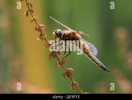 Eine farbenfrohe Aufnahme einer vierfleckigen Chaser Libelle ( Libellula quadrimaculata) . Mit ausgebreiteten Flügeln auf einem roten Sauerampfer besiedelt. Suffolk, Großbritannien Stockfoto