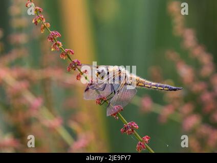 Eine farbenfrohe Aufnahme einer vierfleckigen Chaser Libelle ( Libellula quadrimaculata) . Mit ausgebreiteten Flügeln auf einem roten Sauerampfer besiedelt. Suffolk, Großbritannien Stockfoto