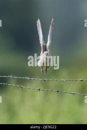 Vertikaler Start . Eine Krabentaube (Streptopelia decaocto), die über den Stacheldrahtzaun eines Bauern fliegt. Essex, Großbritannien. Stockfoto