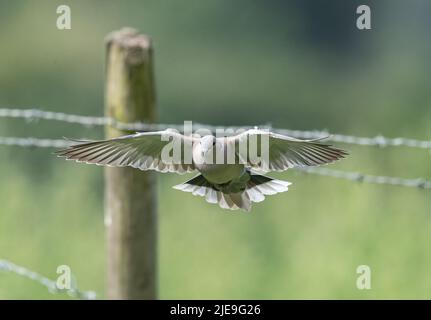 Eine Krabentaube (Streptopelia decaocto), die vom Stacheldrahtzaun eines Bauern direkt auf die Kamera zufliegt. Essex, Großbritannien. Stockfoto