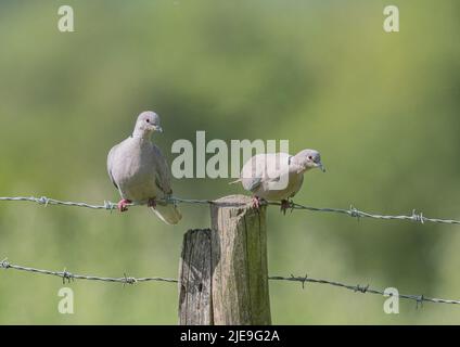 Ein Paar Krabentauben (Streptopelia decaocto), die auf einem Stacheldrahtzaun eines Bauern balancieren. Essex, Großbritannien. Stockfoto