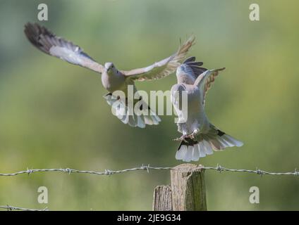 Ein Paar Krabentauben (Streptopelia decaocto), das aus dem Stacheldrahtzaun eines Bauern flieht. Essex, Großbritannien. Stockfoto