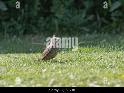 Ein junger Starling (Sturnus vulgaris) auf dem Rasen in einem Essex-Garten. UK Stockfoto