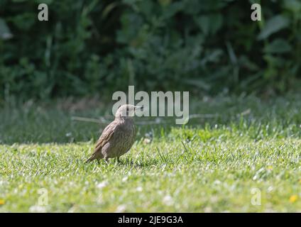 Ein junger Starling (Sturnus vulgaris) auf dem Rasen in einem Essex-Garten. UK Stockfoto