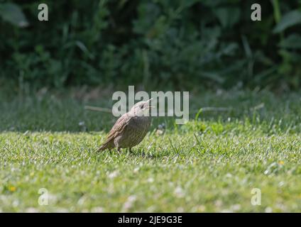 Ein junger Starling (Sturnus vulgaris) auf dem Rasen in einem Essex-Garten. UK Stockfoto