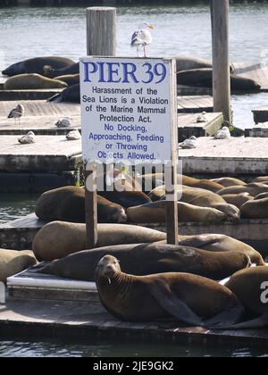 Sea Lions & Seagulls am Pier 39 Stockfoto