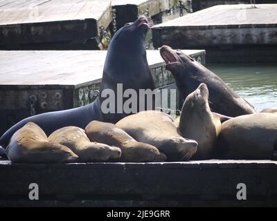 Singing Sea Lions, Pier 39, San Francisco Stockfoto