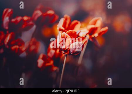 Schöne leuchtend rote Tulpenblüten blühen an langen Stielen an einem warmen Sommersonntag. Die Schönheit der Natur. Stockfoto