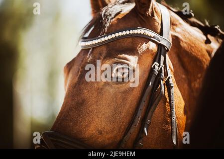 Porträt eines schönen Lorbeerpferdes mit einem Zaumzeug an der Schnauze an einem sonnigen Sommertag. Reitsport. Pferdesport. Stockfoto
