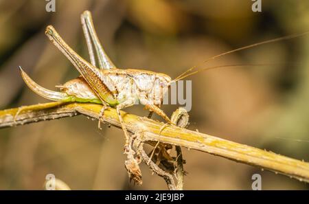 Makrobraune Heuschrecke auf einem getrockneten Ast im Gras Stockfoto