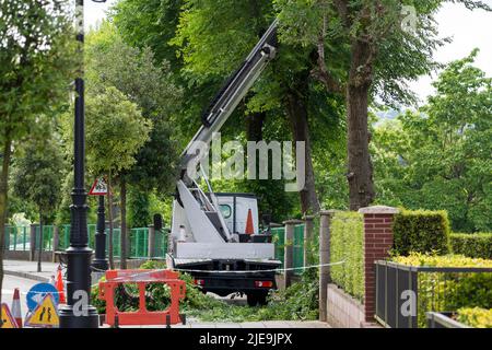 Saisonaler Baumschnitt mit einer Hebebühne mit hydraulischem Autokran. Äste im Park schneiden Stockfoto