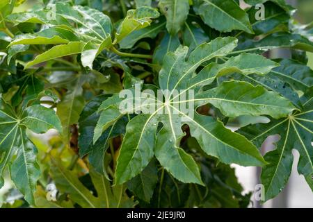 Grünes Blatt der fatsia japonica. Blätter japanischer Aralia im Garten. Nahaufnahme Stockfoto