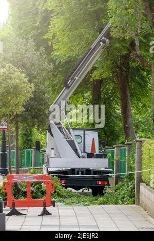 Saisonaler Baumschnitt mit einer Hebebühne mit hydraulischem Autokran. Äste im Park schneiden Stockfoto