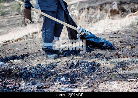 Der Mann in den Overalls sammelt Müll und Abfall im Wald. Ökologisches Problem der Verschmutzung der Natur. Volunteer mit Plastiktüte reinigt am Sommertag den Wald. Stockfoto