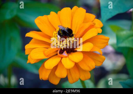 Hummel sitzt auf einer orangefarbenen Blume im Garten. Nahaufnahme. Selektiver Fokus. Stockfoto