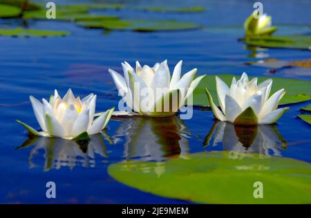 Seerosen im blauen Wasser eines Waldsees zwischen grünen Blättern im Sommer Sonnentag. Region Cherson, Ukraine Stockfoto