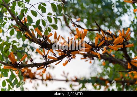 Schöne orange gelbe Blüten auf dem grünen Baum Stockfoto