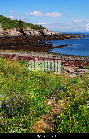 Ein Pfad durchschneidet ein Feld von Wildblumen auf seinem Weg zum Ufer und zum Meer an der Küste von Maine Stockfoto