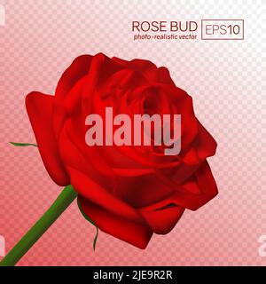 Realistischer Vektor gelbe Rose auf transparentem Hintergrund Stock Vektor