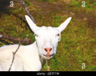 Nahaufnahme einer hornlosen weißen Ziege, die auf einem grünen Hintergrund direkt auf die Kamera blickt. Stockfoto