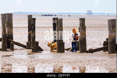 Hunde laufen am Strand am 21. Juni 2022 in Wyk, Foehr Island, Deutschland. © Peter Schatz / Alamy Stock Photos Stockfoto