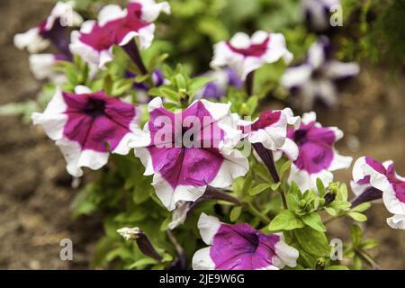 Blumensträuße von abwechslungsreichen Blumen Feier und Veranstaltung, Natur Stockfoto