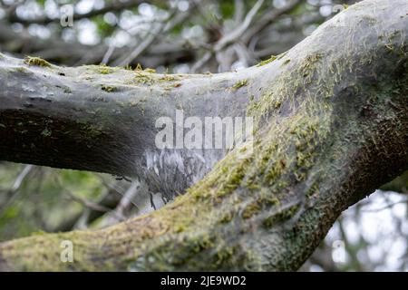 Bäume im Vereinigten Königreich, bedeckt mit den schützenden Seidenweben der Minenmottenraupe. Stockfoto