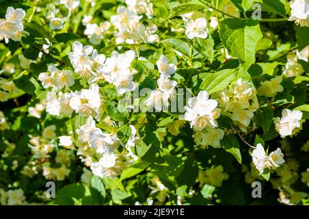 weiße Blüten im Garten Stockfoto
