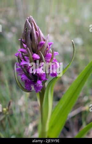Dactylorhiza incarnata, die frühe Sumpforchidee in Nahaufnahme Stockfoto