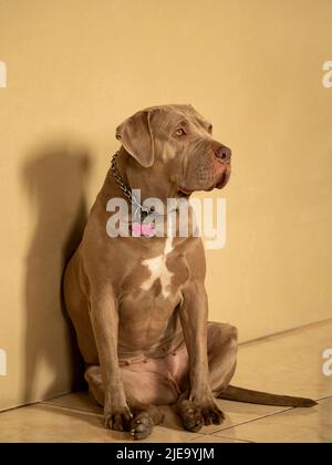 Porträt eines silberbraunen Pitbull-Hundes. Stockfoto