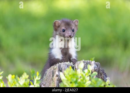 Entzückender junger Marder posiert im Freien aus der Nähe. Stockfoto