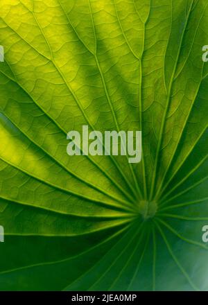 Das Colocasia-Blatt, wenn es vom Morgenlicht beleuchtet wurde, sah wunderschön aus Stockfoto