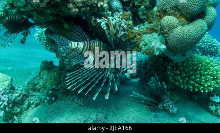 Rotes Meer, Ägypten. 26.. Juni 2022. In der Nähe des Korallenriffs schwimmen gemeine Lionfische oder Red LionfishÂ (Pterois volitans). Rotes Meer, Ägypten (Bild: © Andrey Nekrasov/ZUMA Press Wire) Stockfoto