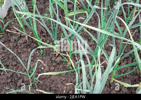 Knoblauch wird im Garten wachsen. Grüne Sprossen Stockfoto