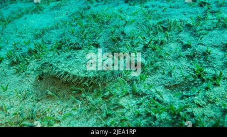 Rotes Meer, Ägypten. 26.. Juni 2022. Nahaufnahme der Flunder-Fische liegen auf grünem Seegras. Leopardenflunder oder Pantherflunder (Bothus pantherinus).Rotes Meer, Ägypten (Bild: © Andrey Nekrasov/ZUMA Press Wire) Stockfoto