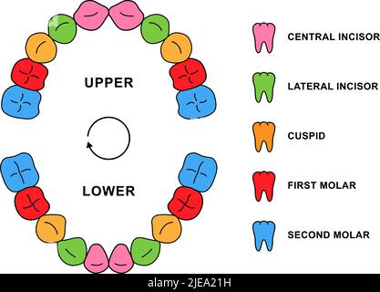 Primäre Zahnzahnanatomie mit Beschreibungen. Kinderkieferteile - zentraler Schneidezahn, seitlicher Schneidezahn, Eckzähne, erster Molar, zweiter Molar. Stock Vektor