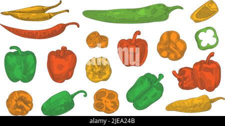 Handgezeichnetes Skizzenset mit farbigem Pfeffer. Verschiedene Paprika Skizze Abbildung. Bunte Pfeffer-Illustration in gravierter Form. Handgezeichnetes Designelement Stock Vektor