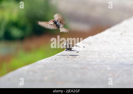 Sperling. Ave. Braune Sperlinge fliegen über den Fluss Manzanares in Madrid Río, einem Park in der Stadt Madrid, in Spanien. Europa. Fotografie Stockfoto