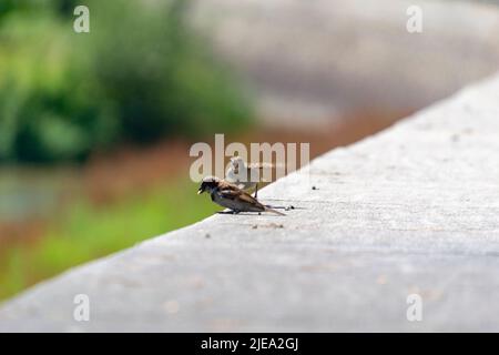 Sperling. Ave. Braune Sperlinge fliegen über den Fluss Manzanares in Madrid Río, einem Park in der Stadt Madrid, in Spanien. Europa. Fotografie Stockfoto